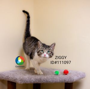 Pen 31 Ziggy Domestic Short Hair Cat