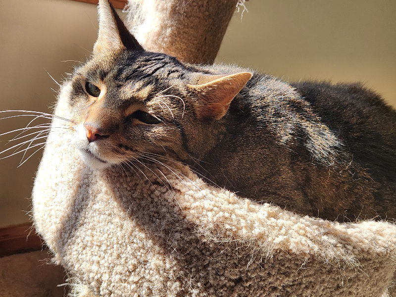 Fearghus - (Front Paw Declawed)