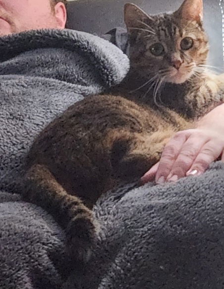 Fearghus - (Front Paw Declawed)