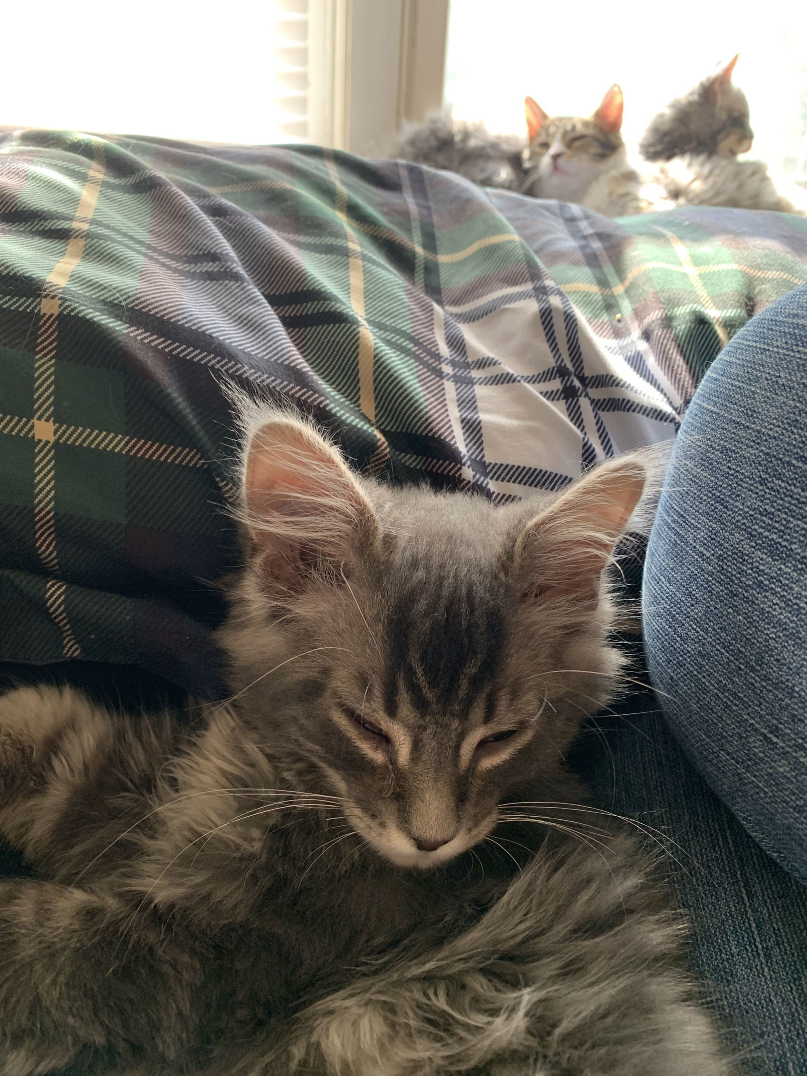 Gandalf