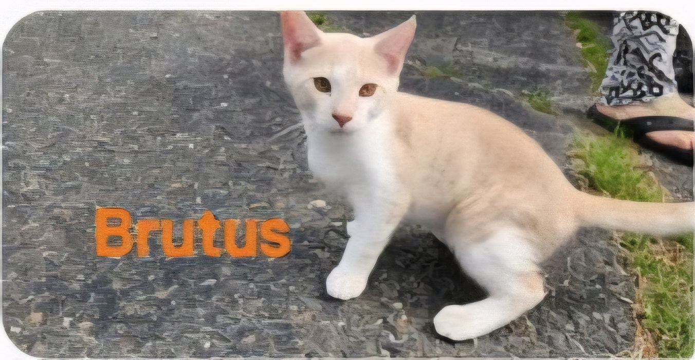 Brutus