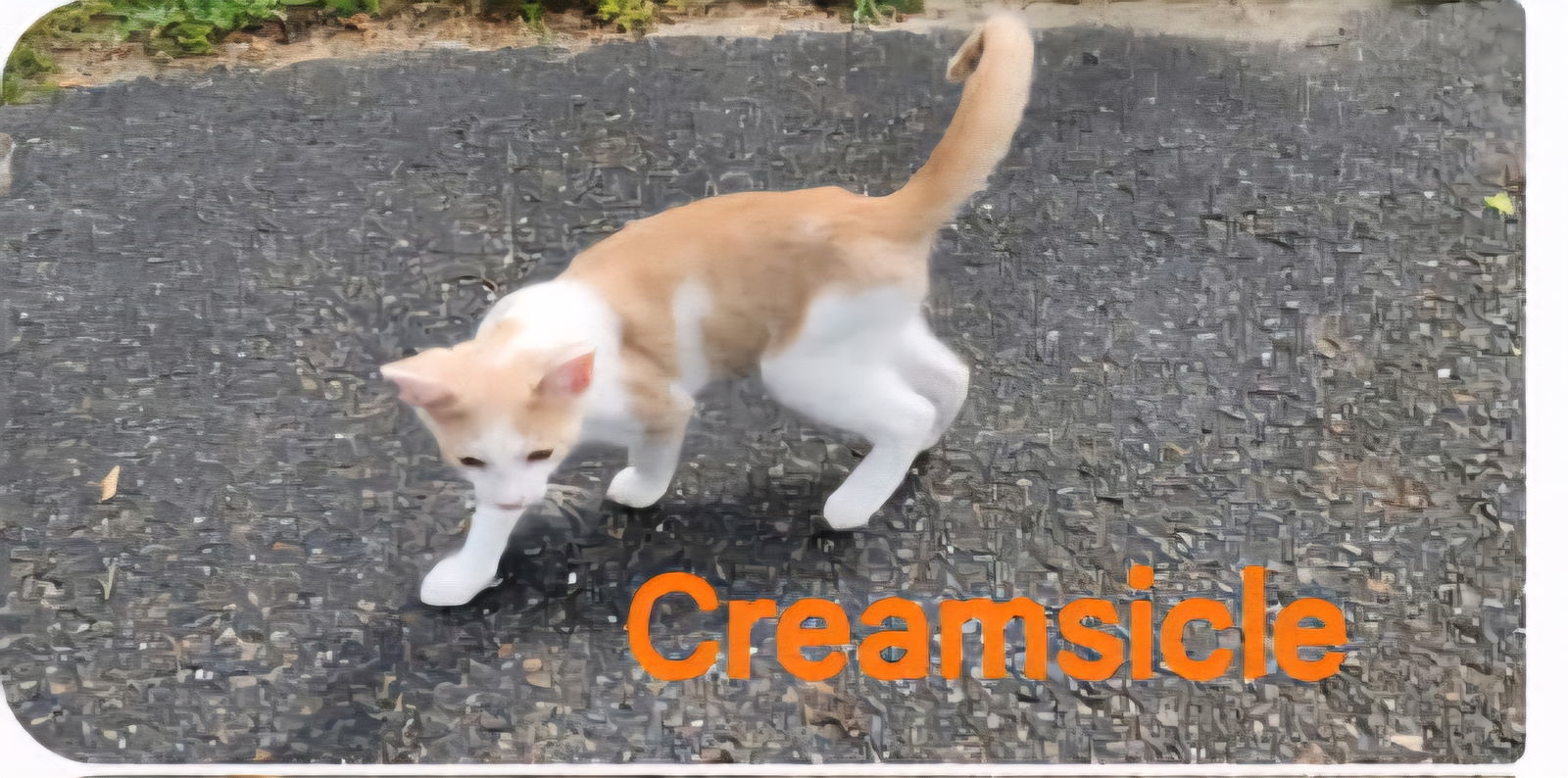 Creamsicle