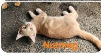Nutmeg