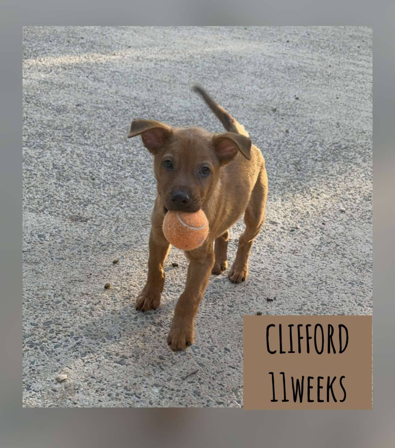 CLIFFORD