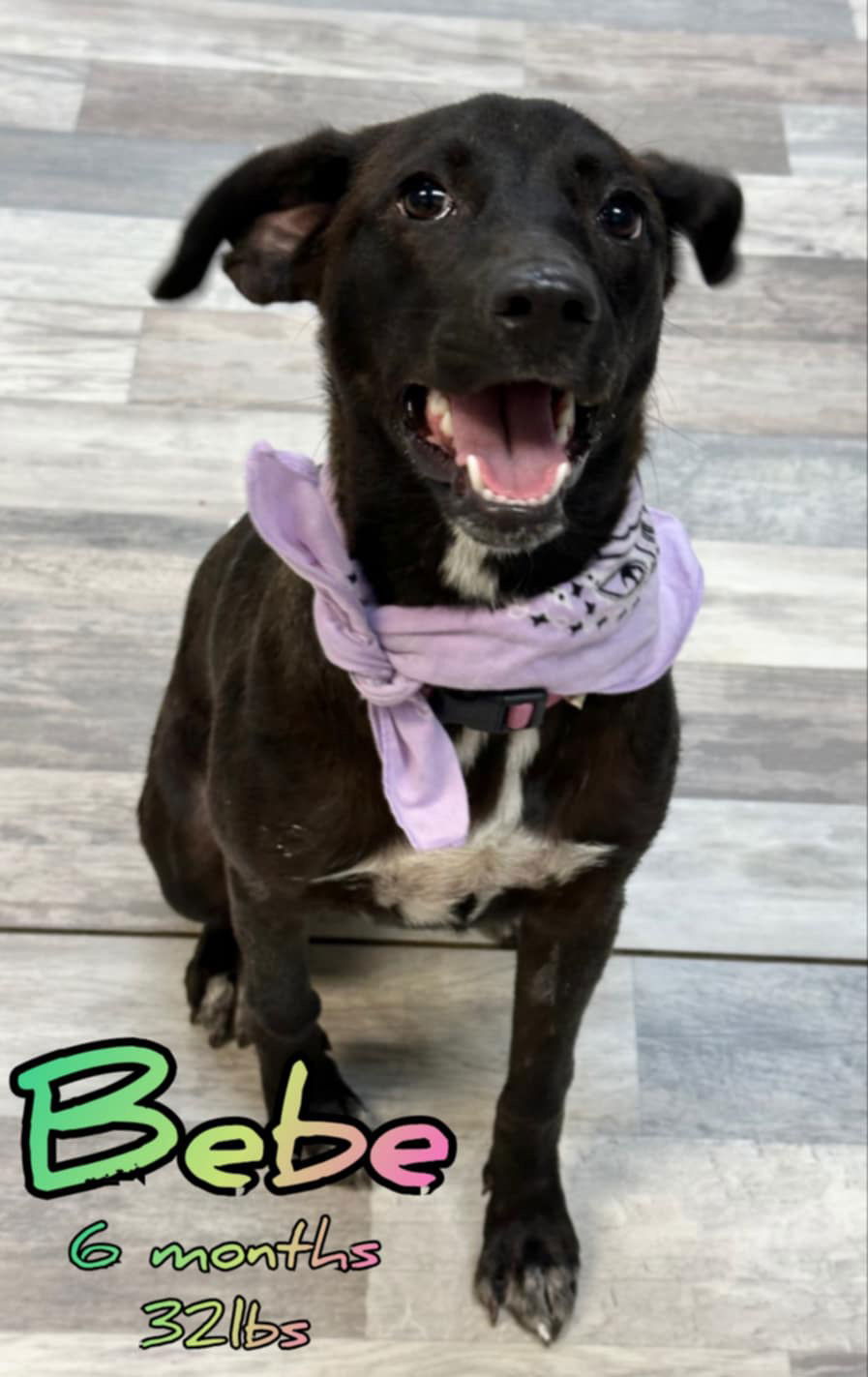 BEBE