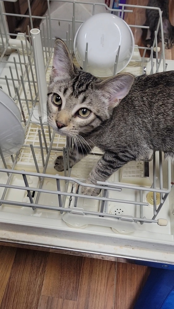 Oliver, an adoptable Domestic Short Hair in Cortez, CO, 81321 | Photo Image 1