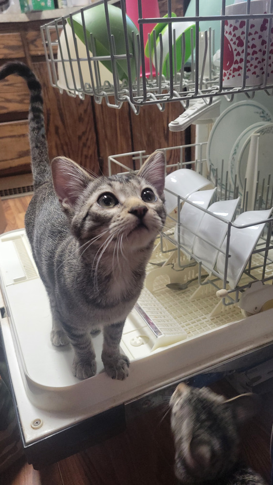 Oliver, an adoptable Domestic Short Hair in Cortez, CO, 81321 | Photo Image 2