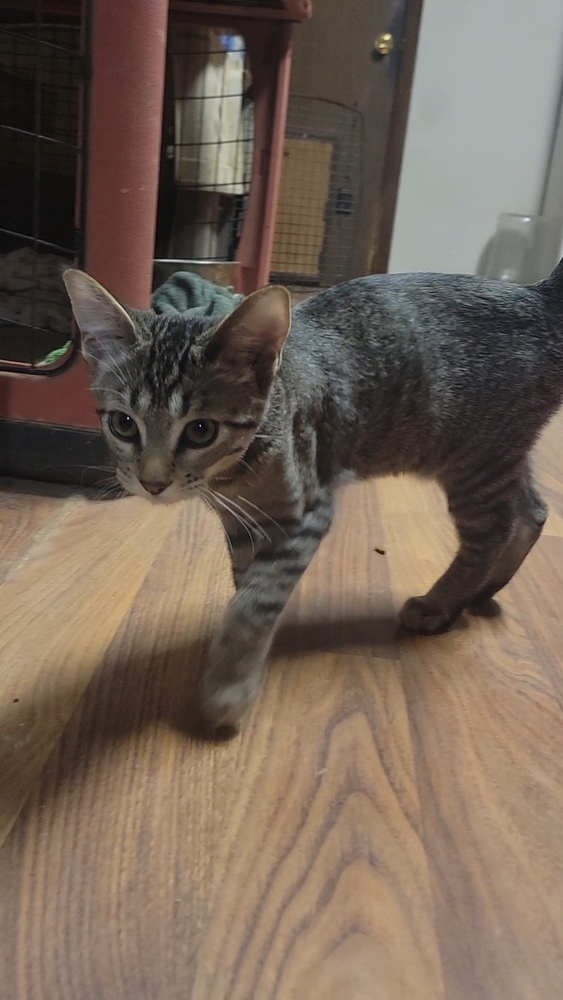 Oliver, an adoptable Domestic Short Hair in Cortez, CO, 81321 | Photo Image 3