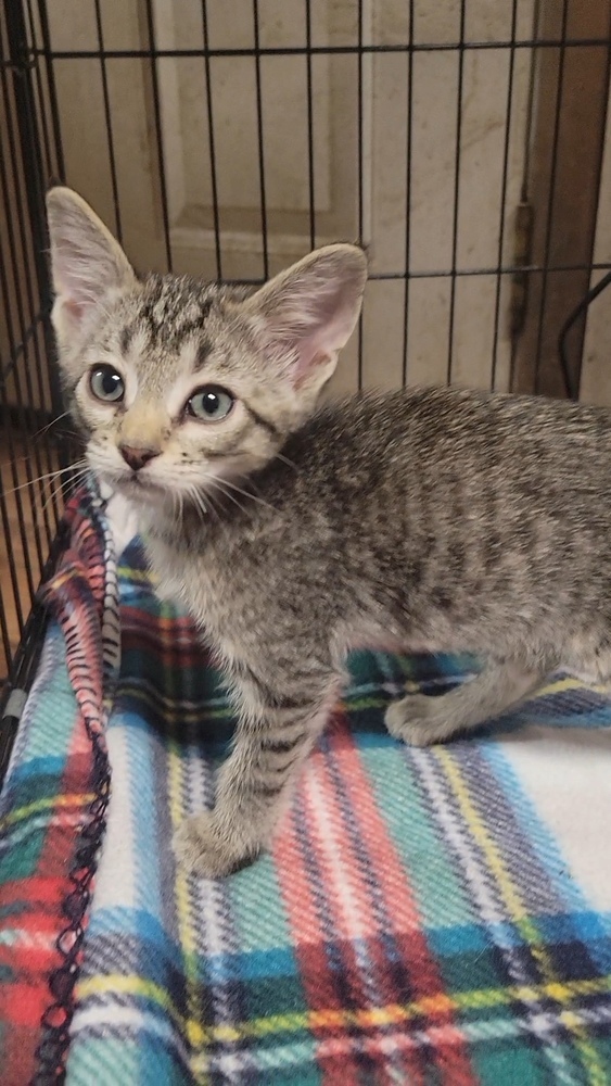 Oliver, an adoptable Domestic Short Hair in Cortez, CO, 81321 | Photo Image 4