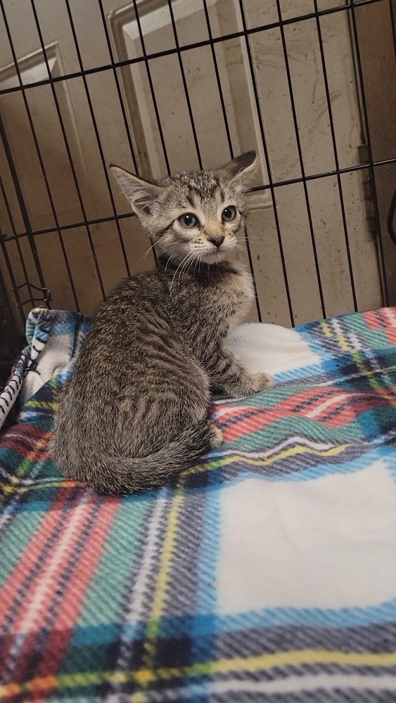 Oliver, an adoptable Domestic Short Hair in Cortez, CO, 81321 | Photo Image 5