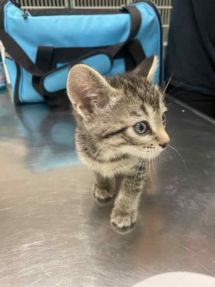 Oliver, an adoptable Domestic Short Hair in Cortez, CO, 81321 | Photo Image 6