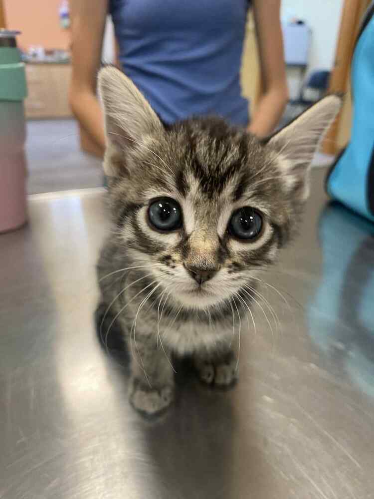 Kitty Softpaws