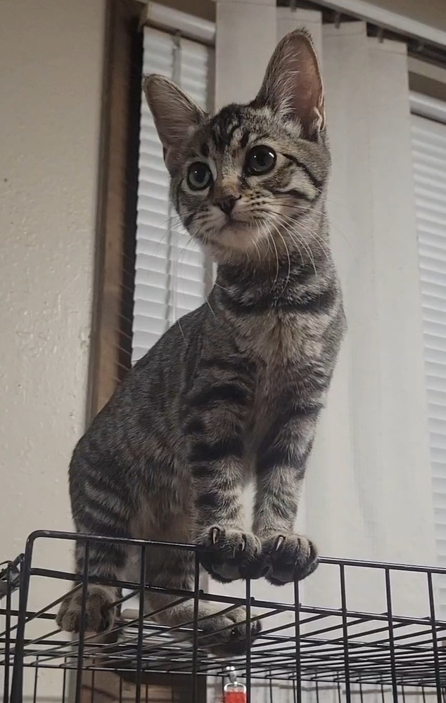 Kitty Softpaws, an adoptable Domestic Short Hair in Cortez, CO, 81321 | Photo Image 1