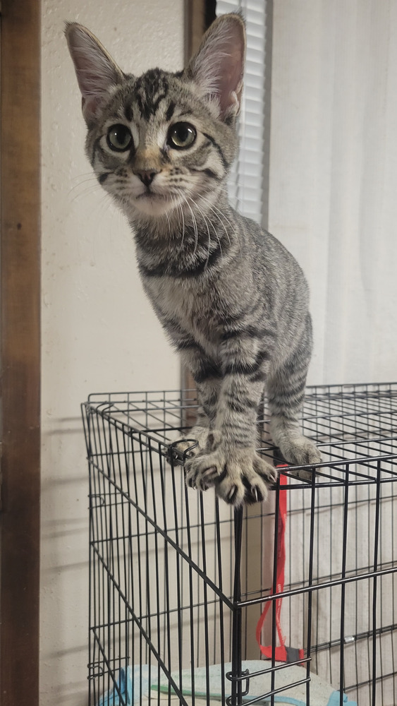 Kitty Softpaws, an adoptable Domestic Short Hair in Cortez, CO, 81321 | Photo Image 2