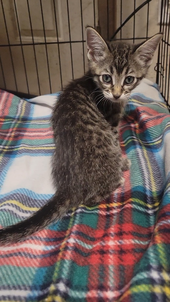 Kitty Softpaws