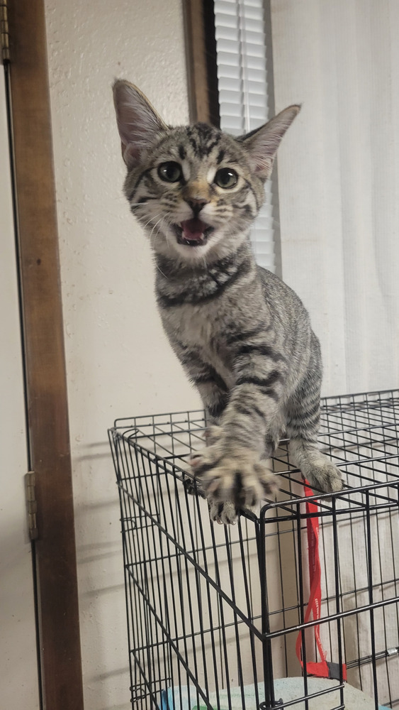 Kitty Softpaws, an adoptable Domestic Short Hair in Cortez, CO, 81321 | Photo Image 4