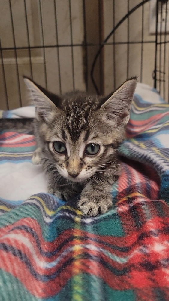 Kitty Softpaws, an adoptable Domestic Short Hair in Cortez, CO, 81321 | Photo Image 6