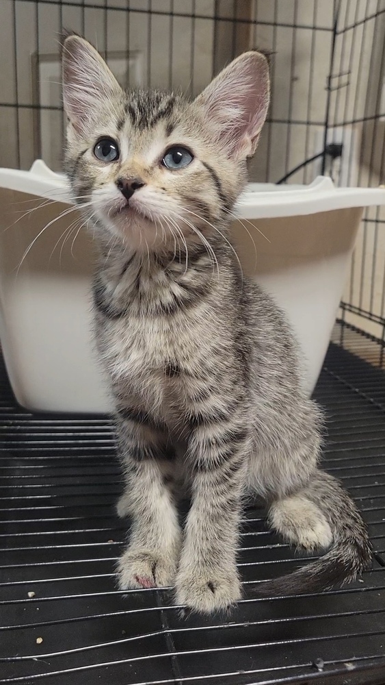 Fluffernugget, an adoptable Domestic Short Hair in Cortez, CO, 81321 | Photo Image 1