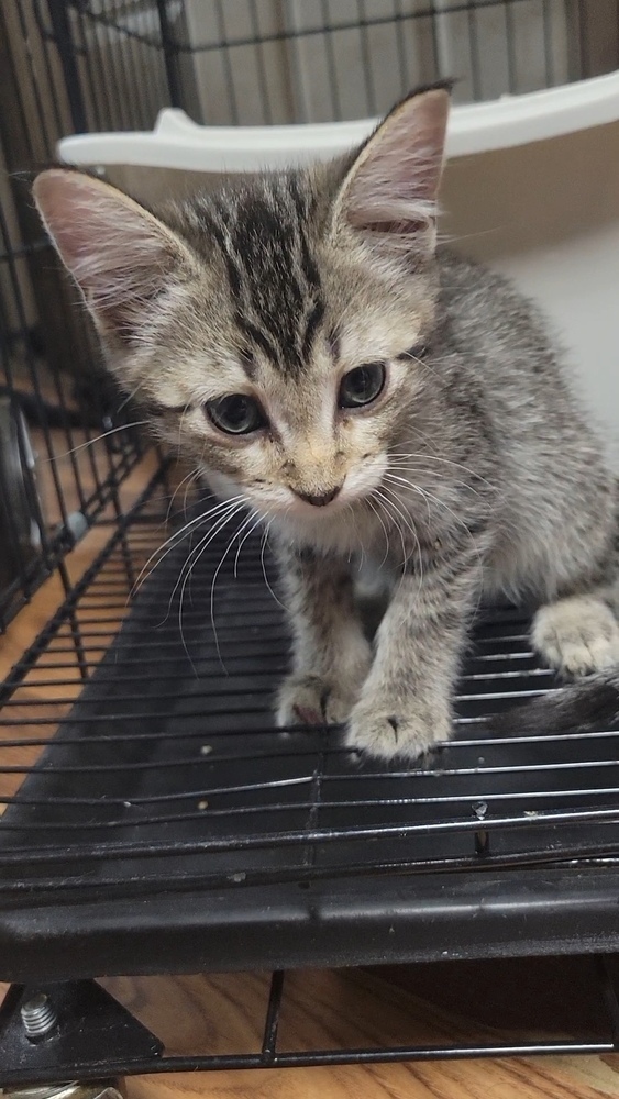 Fluffernugget, an adoptable Domestic Short Hair in Cortez, CO, 81321 | Photo Image 2