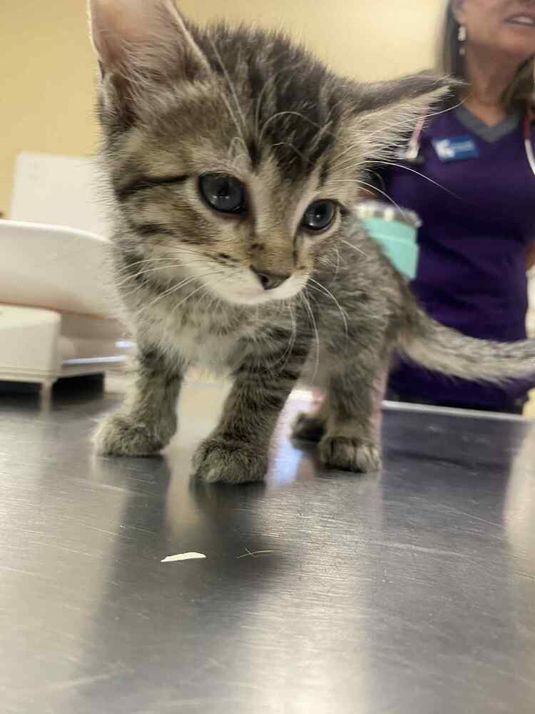 Fluffernugget, an adoptable Domestic Short Hair in Cortez, CO, 81321 | Photo Image 3