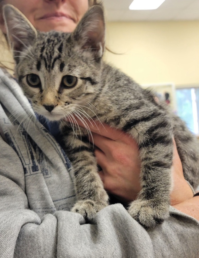 Alfred, an adoptable Domestic Short Hair in Cortez, CO, 81321 | Photo Image 1