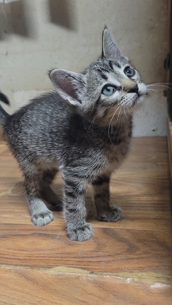Alfred, an adoptable Domestic Short Hair in Cortez, CO, 81321 | Photo Image 2