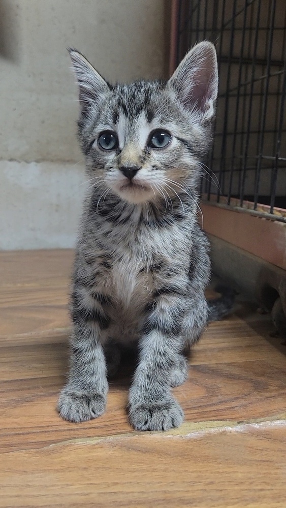 Alfred, an adoptable Domestic Short Hair in Cortez, CO, 81321 | Photo Image 3