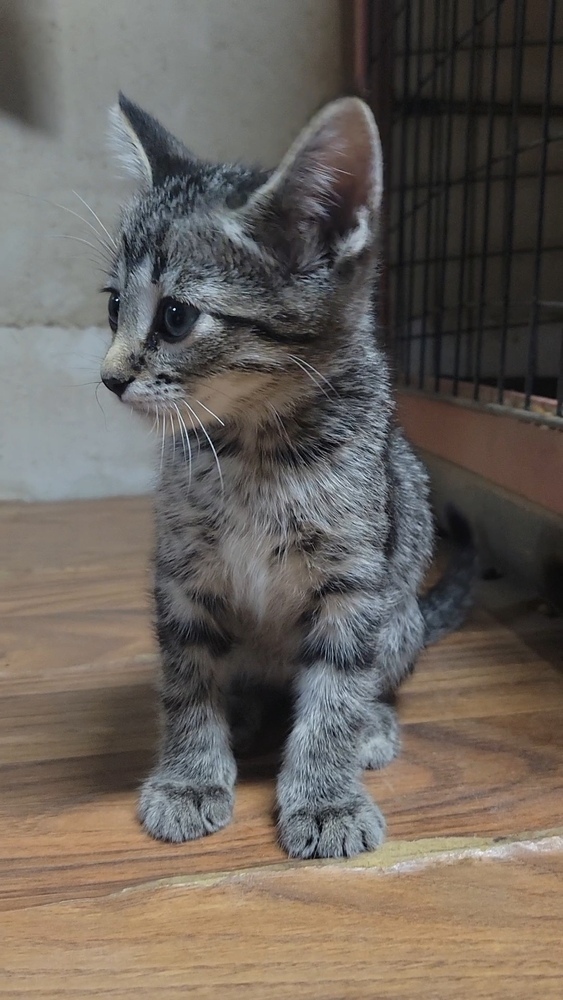 Alfred, an adoptable Domestic Short Hair in Cortez, CO, 81321 | Photo Image 4