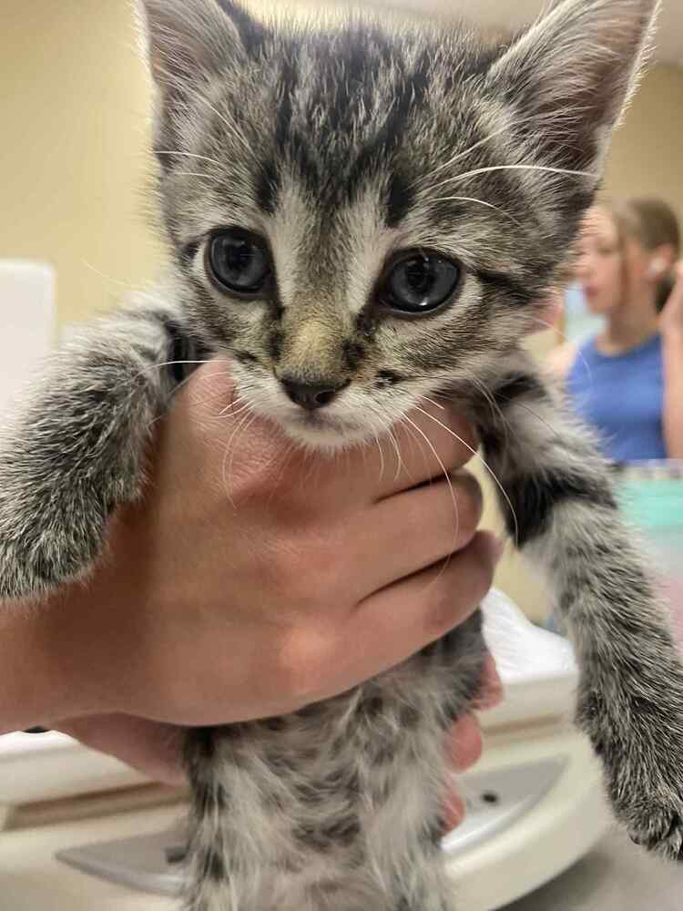 Alfred, an adoptable Domestic Short Hair in Cortez, CO, 81321 | Photo Image 5