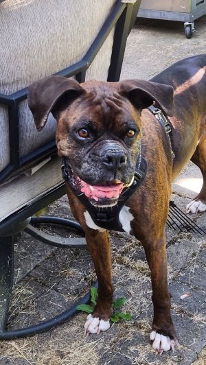 Bear 6 YO 69 Pounds Kid Cat  Dog Friendly Crate  Leash Trained Fostered in Bothell WA Hi Im