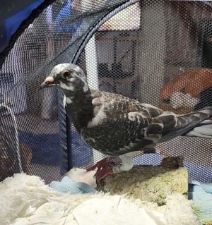 Sassafras Starlene Pigeon Bird