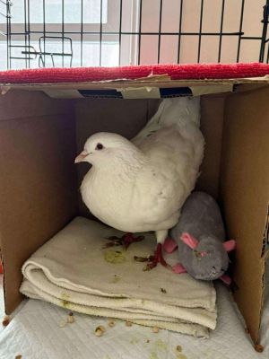 Churro Pigeon Bird