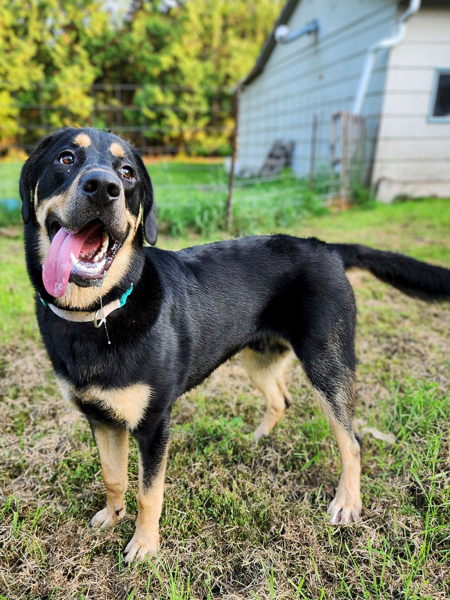 Bubba, an adoptable Rottweiler in New London, WI, 54961 | Photo Image 1