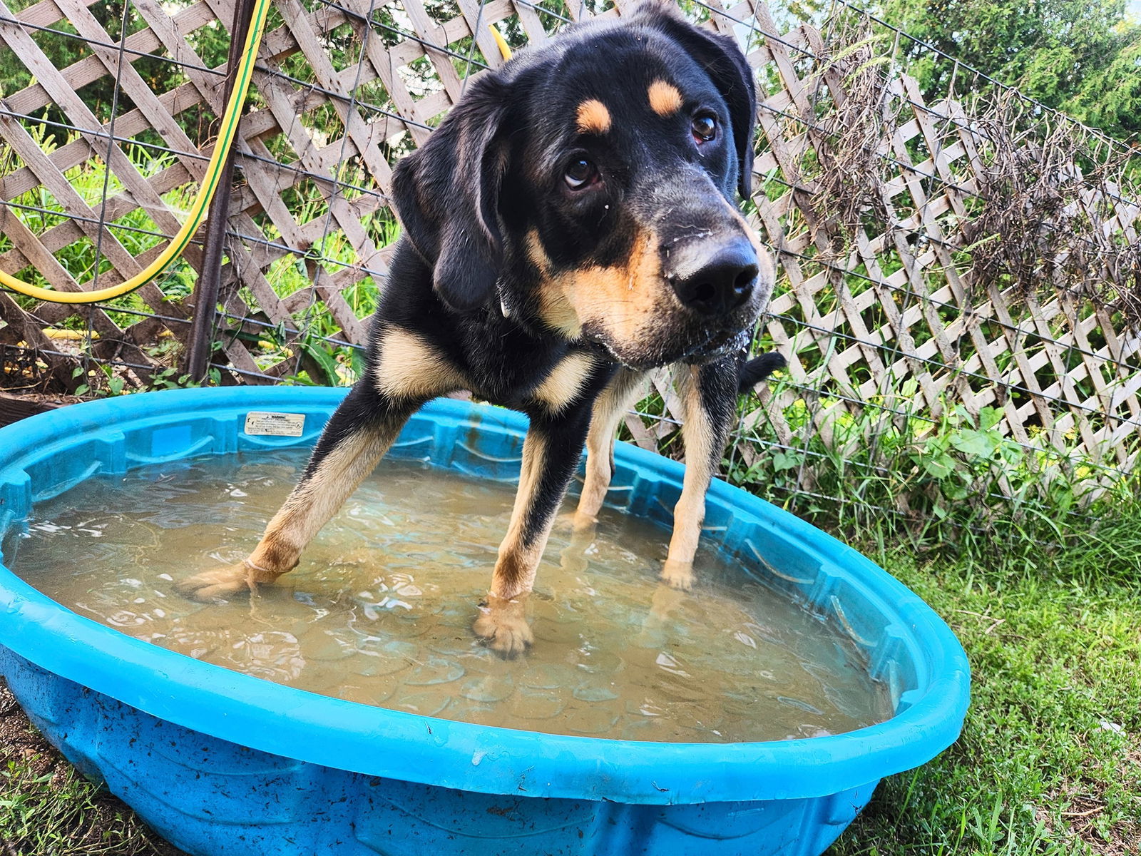 Bubba, an adoptable Rottweiler in New London, WI, 54961 | Photo Image 2