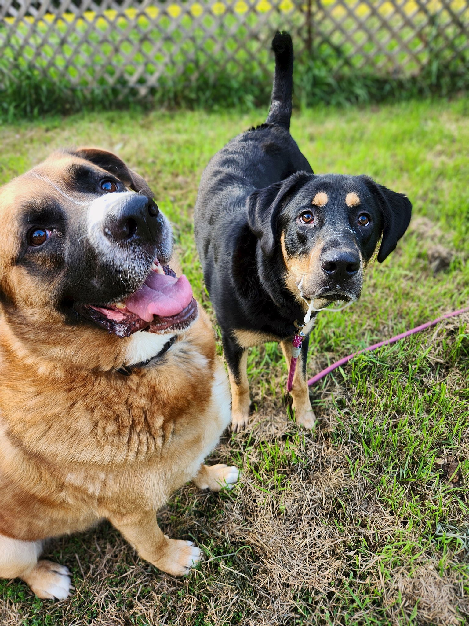 Bubba, an adoptable Rottweiler in New London, WI, 54961 | Photo Image 3