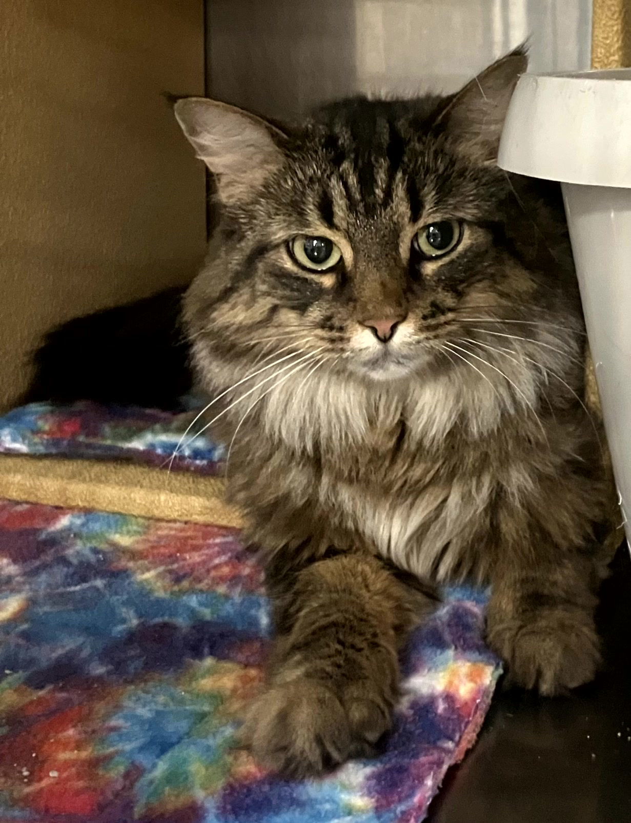 Luna, an adoptable Domestic Long Hair, Tabby in Traverse City, MI, 49686 | Photo Image 1