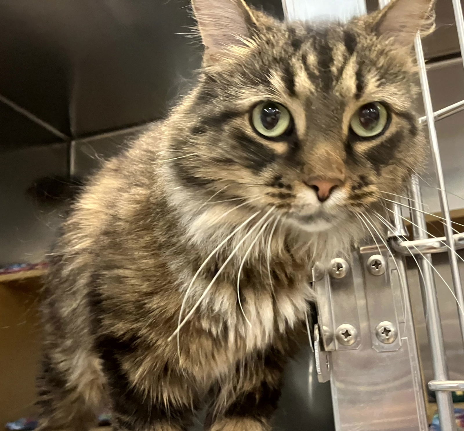 Luna, an adoptable Domestic Long Hair, Tabby in Traverse City, MI, 49686 | Photo Image 2