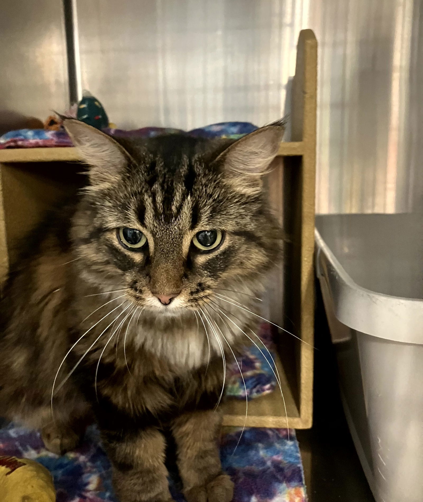 Luna, an adoptable Domestic Long Hair, Tabby in Traverse City, MI, 49686 | Photo Image 3