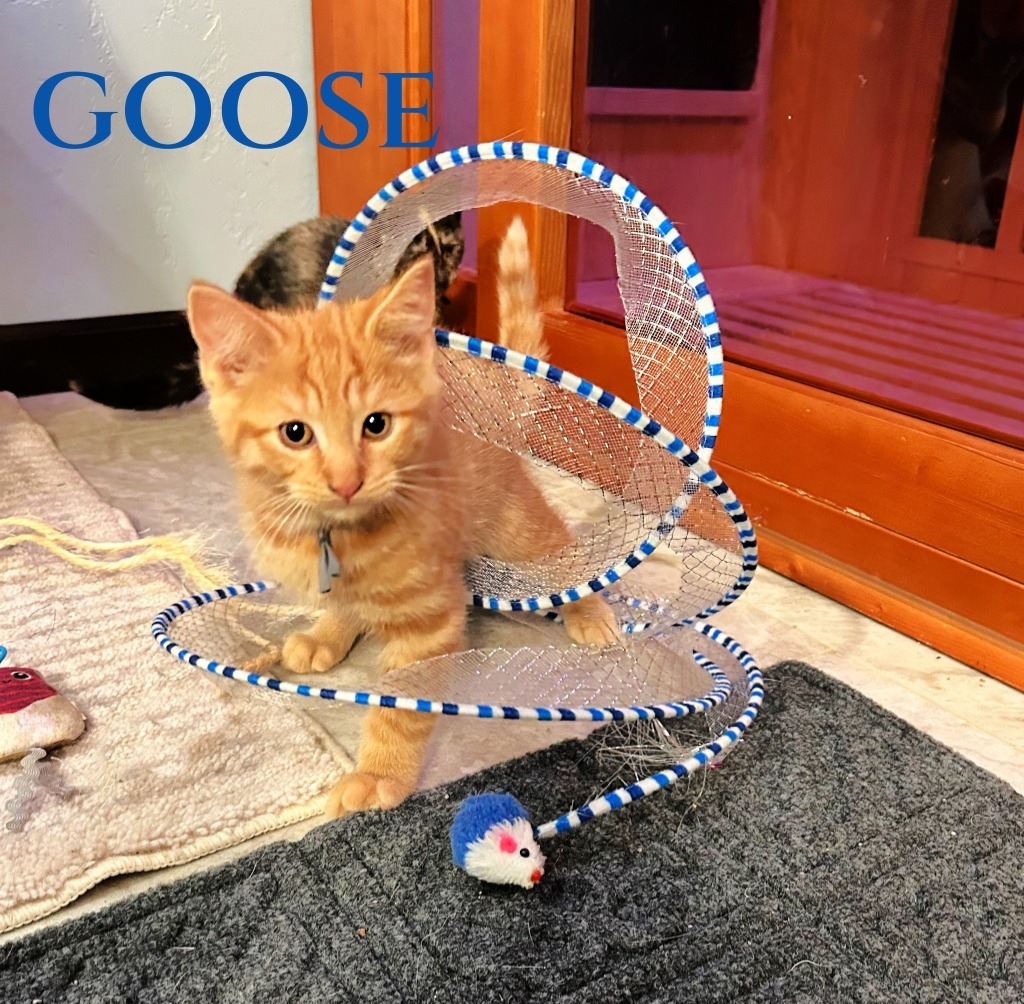 Goose