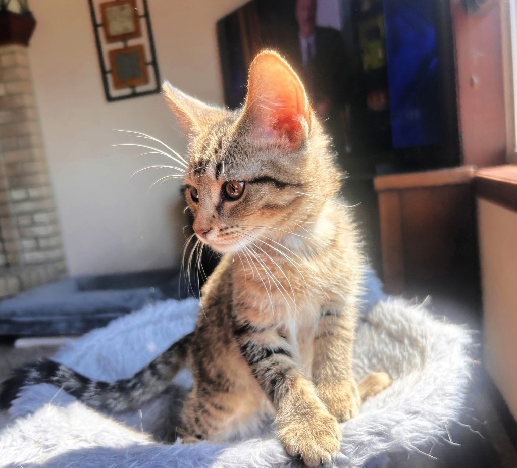 Aslan
