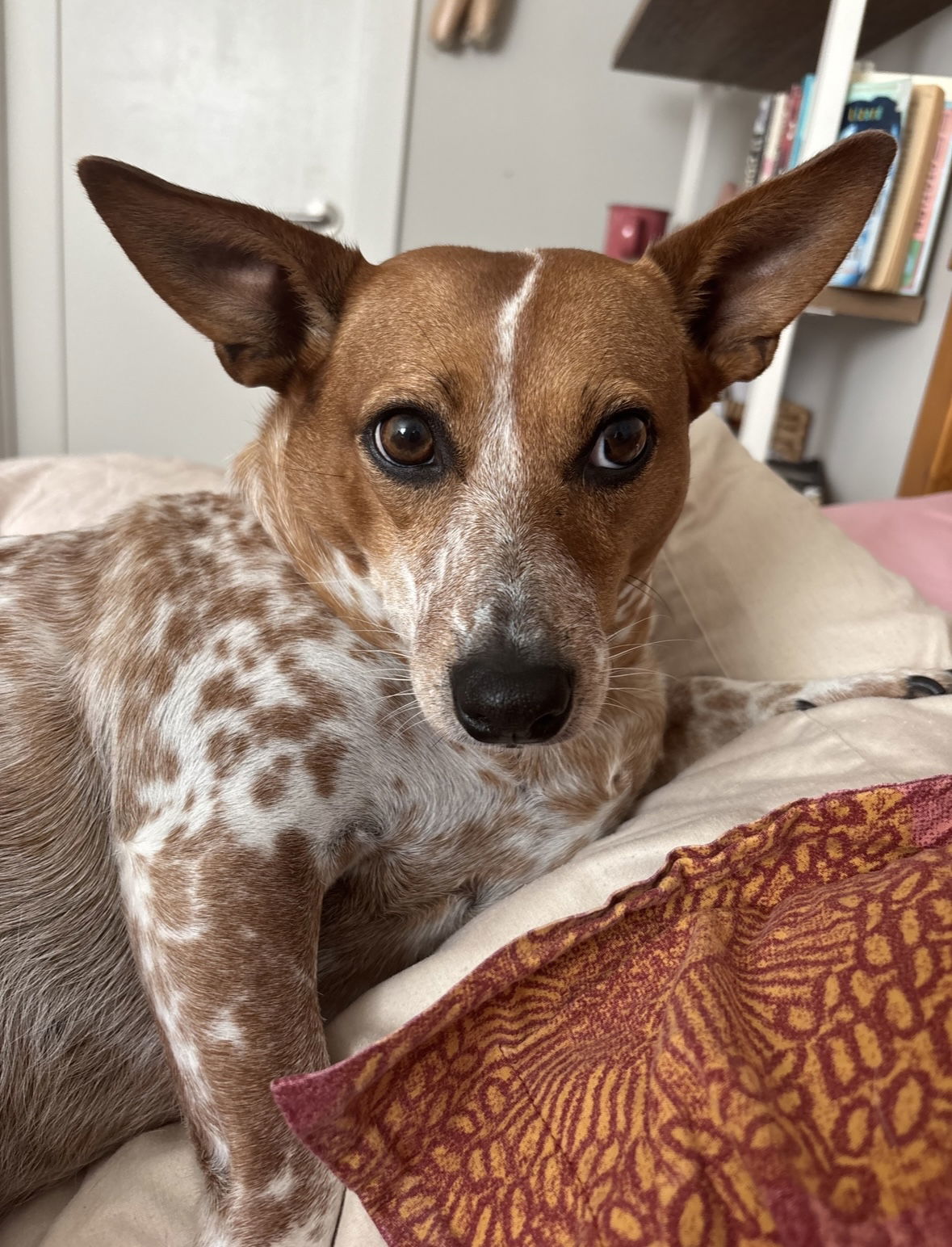 Ginger - URGENT