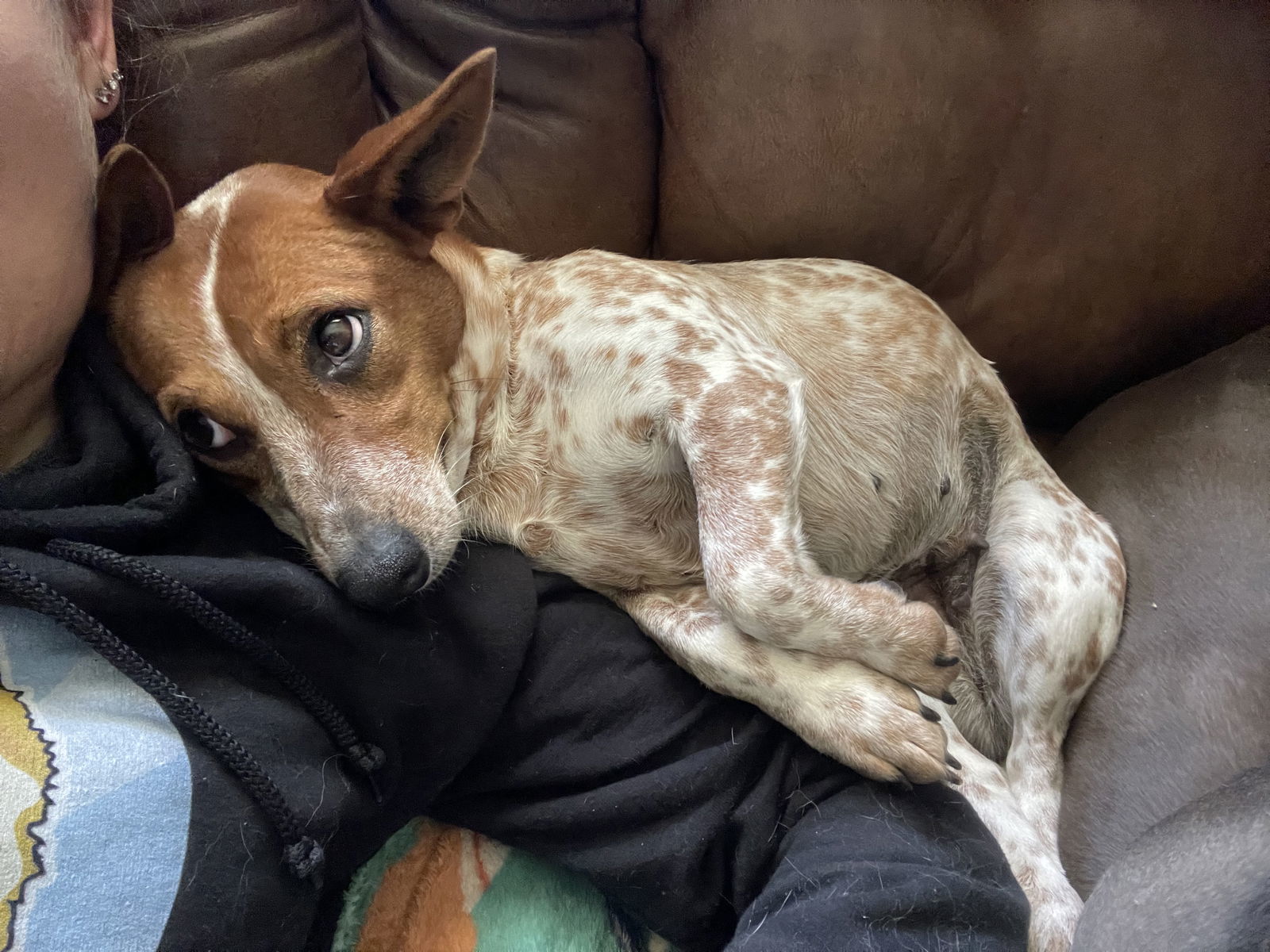 Ginger - URGENT
