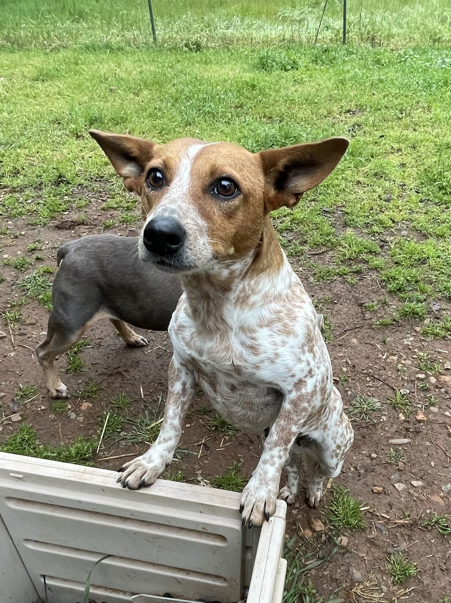 Ginger - URGENT