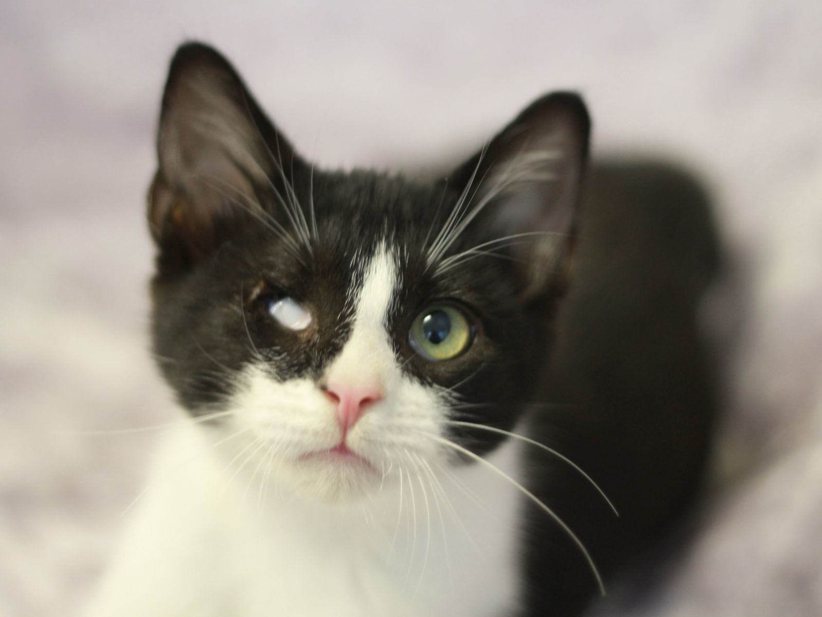 Nubby - FREE TO ADOPT!