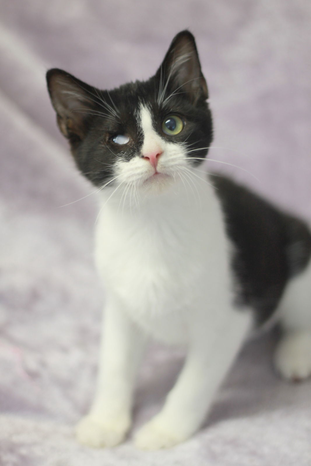 Nubby - FREE TO ADOPT!
