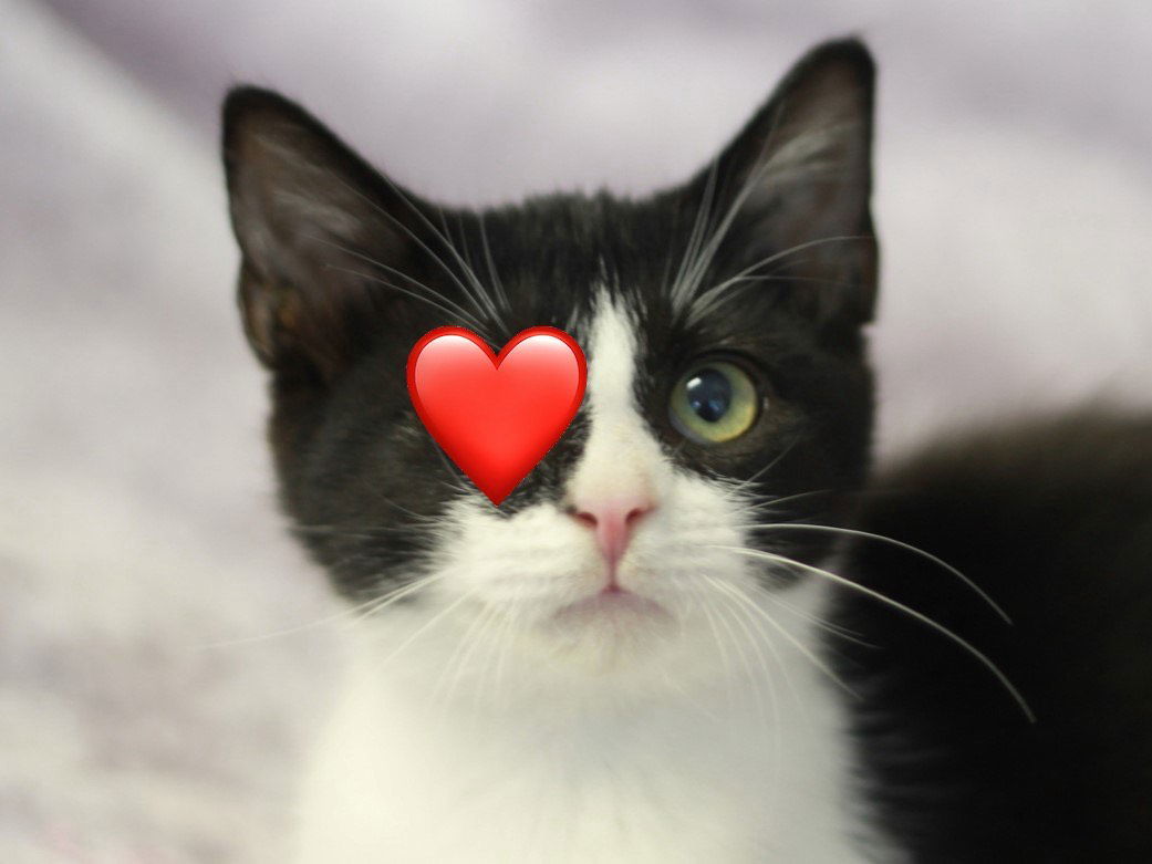 Nubby - FREE TO ADOPT!