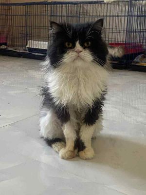 Oreo, Adult Male unknown