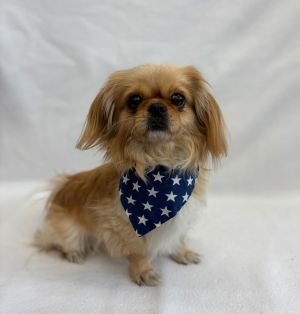 Mushu Pekingese Dog