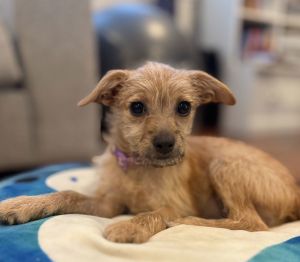 Stars Yorkshire Terrier Dog