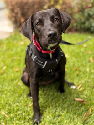 Joy Labrador Retriever Dog